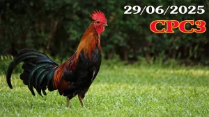 Video Đá Gà Campuchia Hôm Nay Mới Nhất 29/06/2025